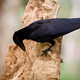 Illustration for article titled The Mysterious Tool-Making Culture Shared by Crows and Humans